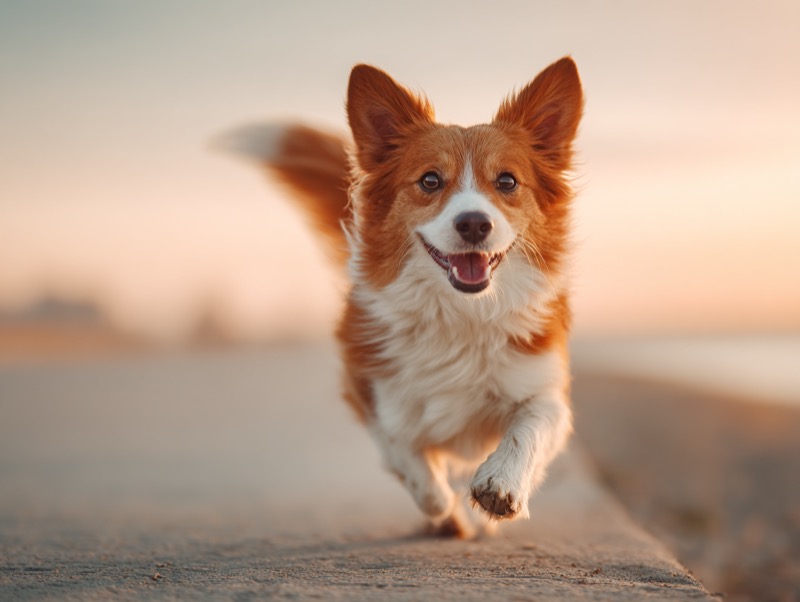 Happy dog enjoying a walk